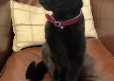 black cat on chair